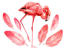 Set Of Feathers And Birds Of Pink Flamingo On An Isolated White Background, Watercolor Illustration, Painting