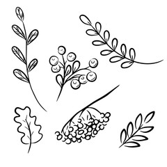 Wall Mural - A set of elements on the theme of the forest. vector illustration Drawn by hand