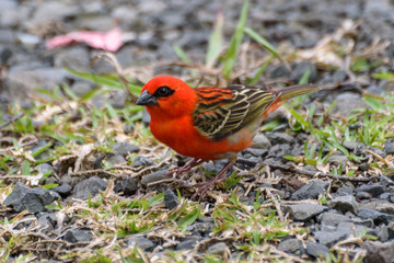 Red cardinal bird in La Reunion island