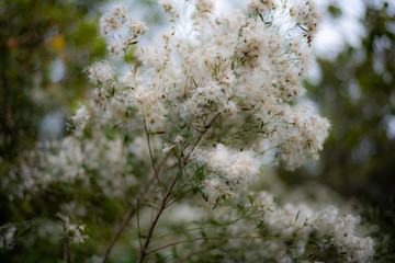 Poster - white flowers in spring