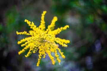 Wall Mural - yellow wild flower