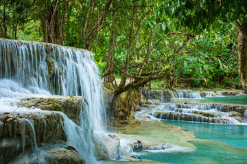 Wall Mural - Turquoise water of Kuang Si waterfall, Luang Prabang, Laos. Tropical rainforest. The beauty of nature.