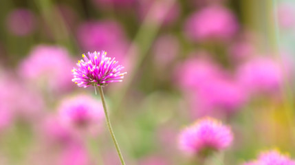 Pink flowers in the garden