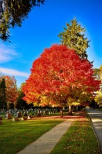 A Beautiful Red Tree Surrounded By Green Trees In The Park Near The Sidewalk During Daytime