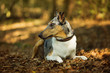 collie dog lying in autumn leaves