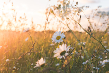 field of daisies and sky