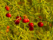 Shiny Red Berries On An Asparagus Plant With Green Stems And Leaves