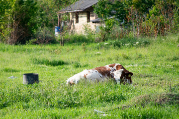 cows in a field