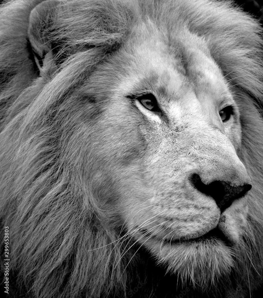 Male white lion is a rare color mutation of the lion. When the first ...