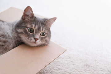 Cute grey tabby cat in cardboard box on floor at home