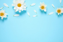Flat Lay Composition With Beautiful Chamomile Flowers On Blue Background. Space For Text