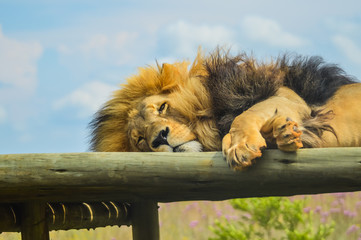 Wall Mural - Closeup of a majestic young brown lion during a South African Safari