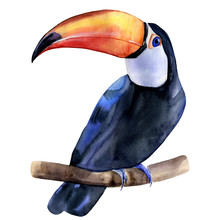 Watercolor Hand Painted Colorful Realistic Illustration Of Toucan Bird Sitting On A Branch. Isolated Element On White Background.