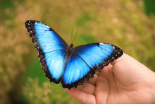 Woman Holding Beautiful Blue Morpho Butterfly Outdoors, Closeup