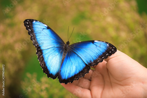 Cuadros en Lienzo Woman holding beautiful Blue Morpho butterfly outdoors, closeup