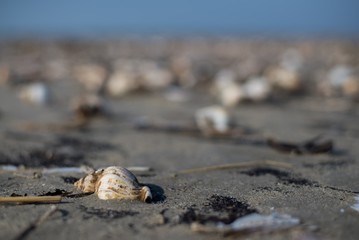 Canvas Print - closeup of a shell on a surface with dark sand