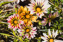 African Native Gazania Daisies With Vibrant Yellow And Red Tones