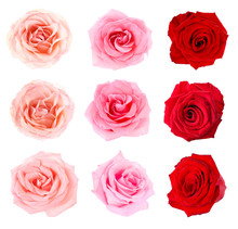 Collage With Beautiful Rose Flowers On White Background