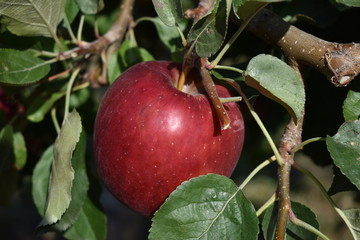 A red ripe apple of the WA 38 variety on a tree near Wenatchee, Washington