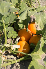 pumpkin patch background close up photo on a farm with foliage