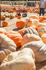 giant pumpkin close up on a farm pumpkin patch holiday fall season activities