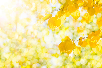 Autumn branch with beech leaves decorate beautiful nature bokeh background copy space  Place for text Hello autumn, september, october, november, nature concept Rustic style 