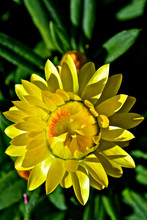 Closeup Of Yellow Strawfllower With Petals Unfurling 