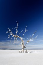Isolated Bare Frozen Tree Growing In The Snowy Ground