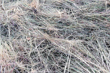 Hay Straw