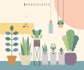 Wall Mural - Home gardening. Various kinds of plant pots. vector design illustrations.