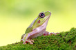 dumpy frog, green tree frog, papua green tree frog