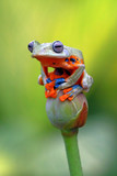 Fototapeta Zwierzęta - flying tree frog, javan tree frog, rhacophorus reinwardtii