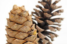 Tree Cones On A White Background   