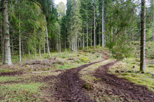 Winding Tractor Tyre Tracks In A Spruce Tree Forest