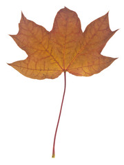 Wall Mural - Autumn maple leaves isolated on white background.