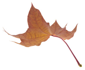 Wall Mural - Autumn maple leaves isolated on white background.