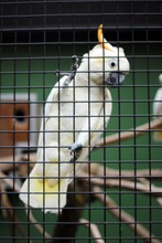 Cockatoos In Cage