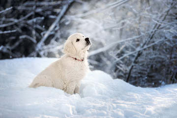 Wall Mural - golden retriever puppy sitting in the snow