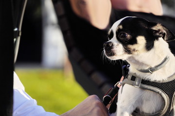 a small black and white dog Chihuahua Hua with a leash walks, sits on the hands of the owner, looks around. family pet