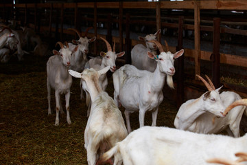 Goats on the farm