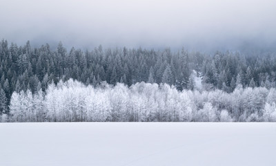 Naklejka na meble Winter Wonderland Forest: Evergreen Trees on Snow-covered Hillside - Washington, USA 