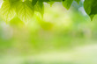 © bung - Close-up green leaf nature on blurred greenery background with copy space under sunlight using as a wallpaper
