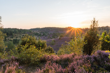 sunset in the totengrund in the lüneburger heide - the last rays of sunlight come over the hill and 