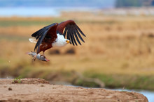 Animal Action Photo. African Fish Eagle With Tilapia Fish In Claws,  Flying Directly To Camera Above The Rim Of Riverbank Against Zambezi River Flood Plains In Background. Mana Pools, Zimbabwe.