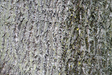 Old tree Liliodendron Tulipifera bark texture background pattern