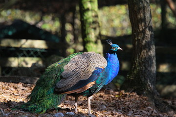 pfau