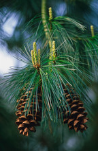Close Up Of Pinus Ayacahuite With Cones