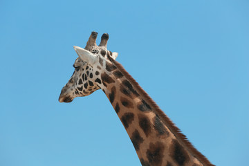 Wall Mural - Closeup view of Rothschild giraffe against blue sky