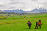 Fototapeta Konie - Horses on a pasture. Spring, snow on peaks. Liptov region, High Tatras mountains national park, Slovakia. The Hucul or Carpathian is a pony/small horse breed originally from the Carpathian Mountains.