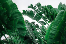 Tropical Banana Leaf Concept, Natural Green Banana Leaf, Green Background In Asia And Thailand